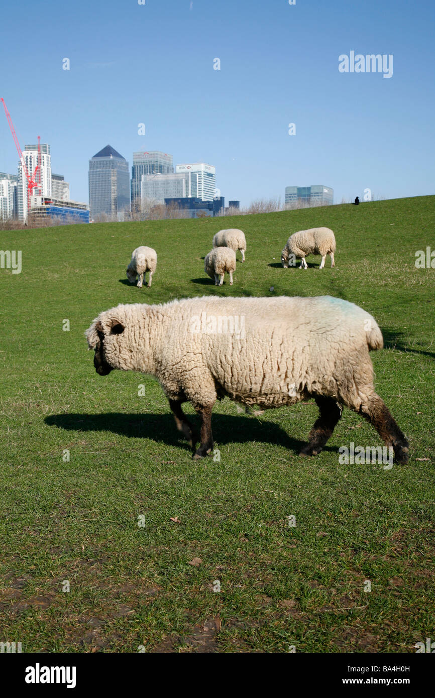 Schafe in Mudchute City Farm in Sichtweite des Canary Wharf Isle of Dogs Stockfoto