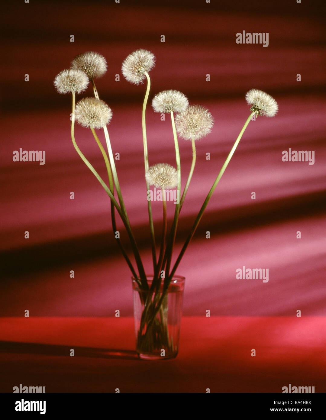 Tumbler Atem-Blumen Pflanzen Spiel-Pflanzen Wiesenblumen Composites Blumen  gepflückt Blüten weiß verblasst zart gefiederten Pappus Stockfotografie -  Alamy