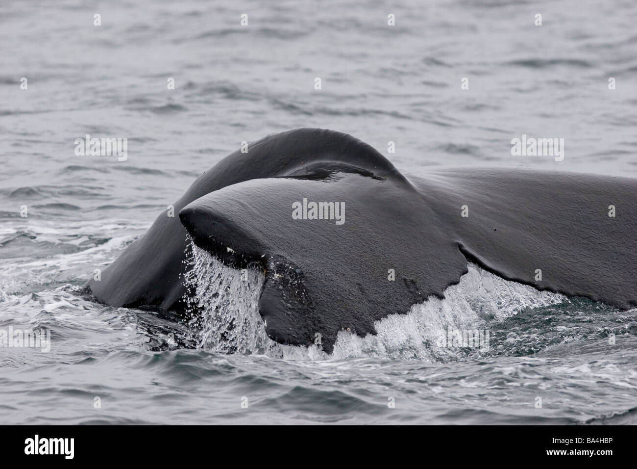 Humpback Whale Tail, wegzuwerfen, verletzten Schweif, fehlende Tipp von Fluke im Nordatlantik Stockfoto