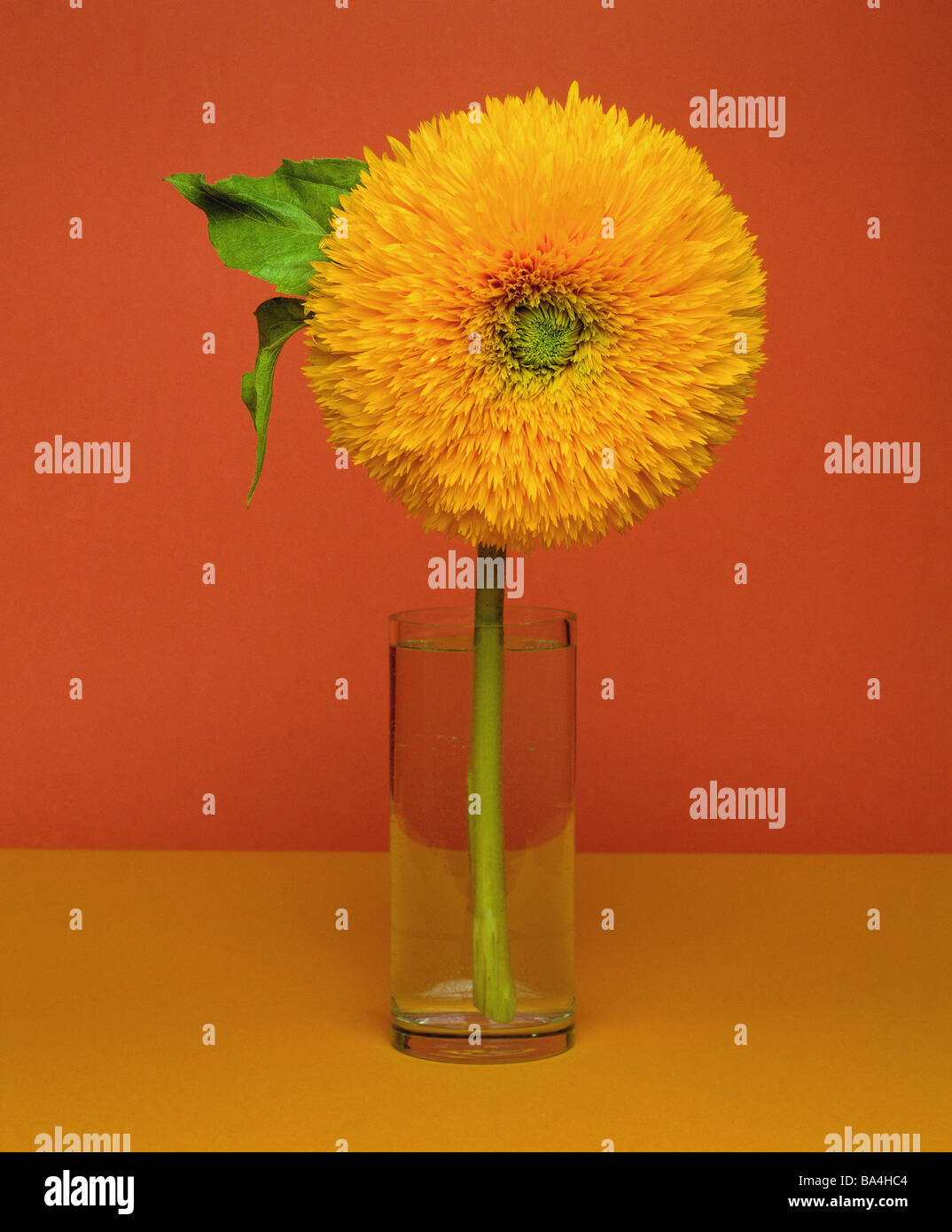 Vase mit Sonnenblumen Art 