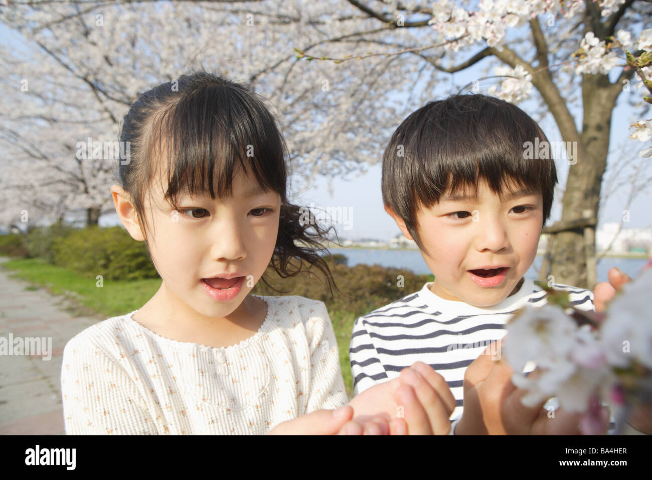 Japanische Kinder betrachten Kirsche Blume Stockfoto