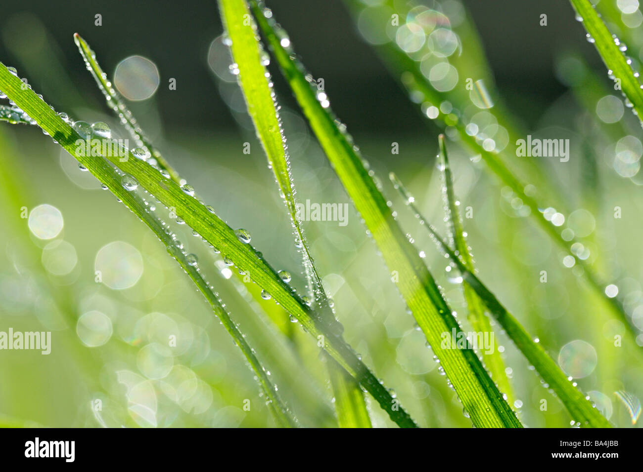 Grass und Tröpfchen Stockfoto