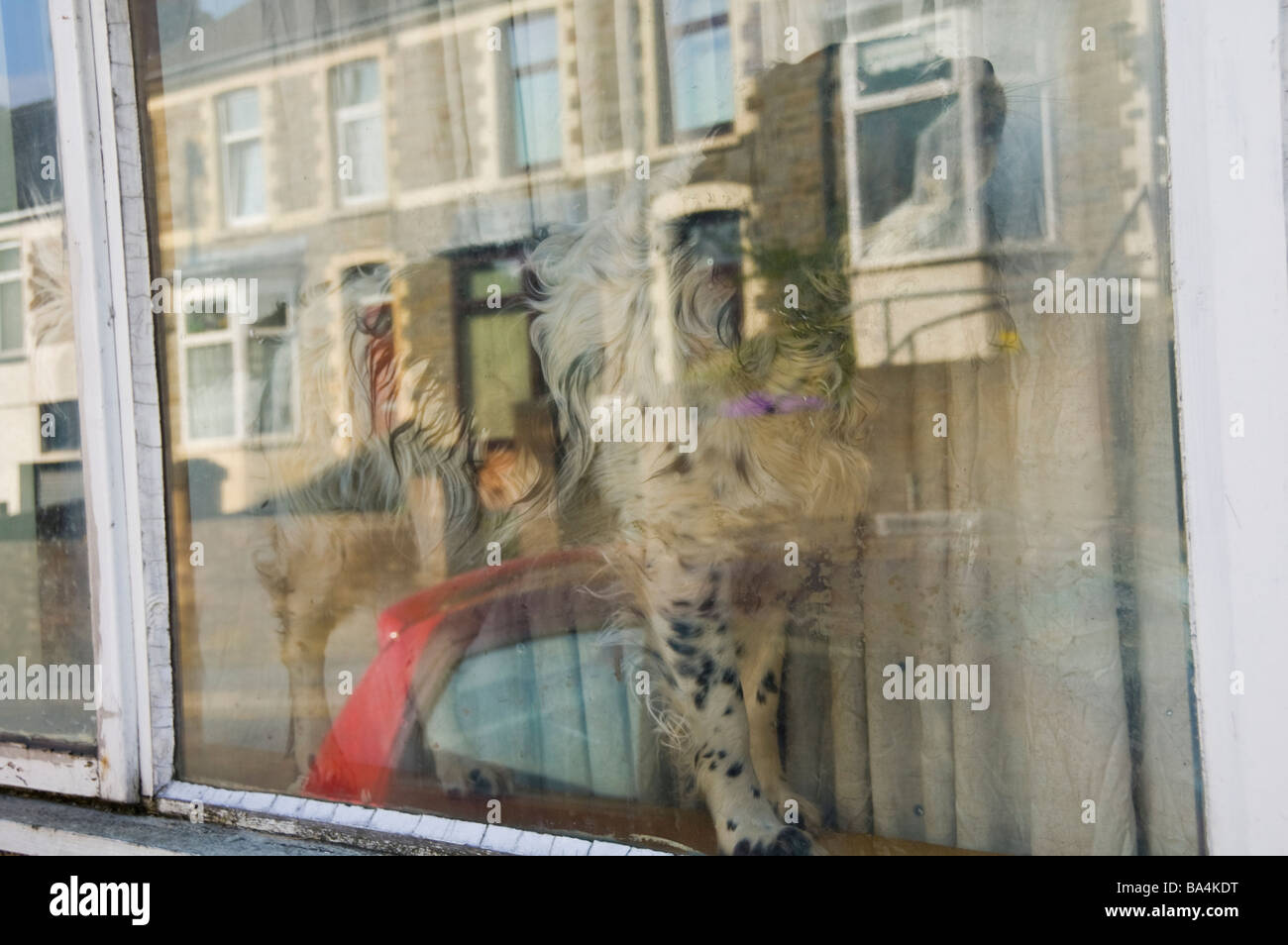 Hund suchen Fenster des Hauses in sechs Glocken South Wales Valleys UK Stockfoto