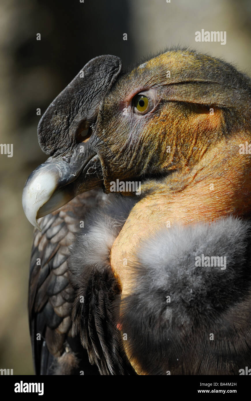 Nahaufnahme von einem Anden-Kondor Vultur Kondor Stockfoto