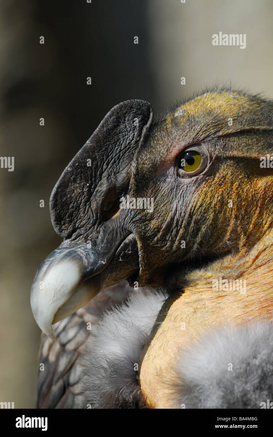 Nahaufnahme von einem Anden-Kondor Vultur Kondor Stockfoto