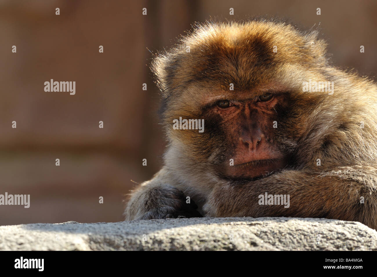 Porträt einer Barbary Affe Stockfoto