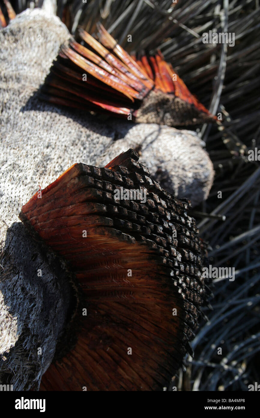 Verbrannte Kegel vor Ort in Western Australia Stockfoto