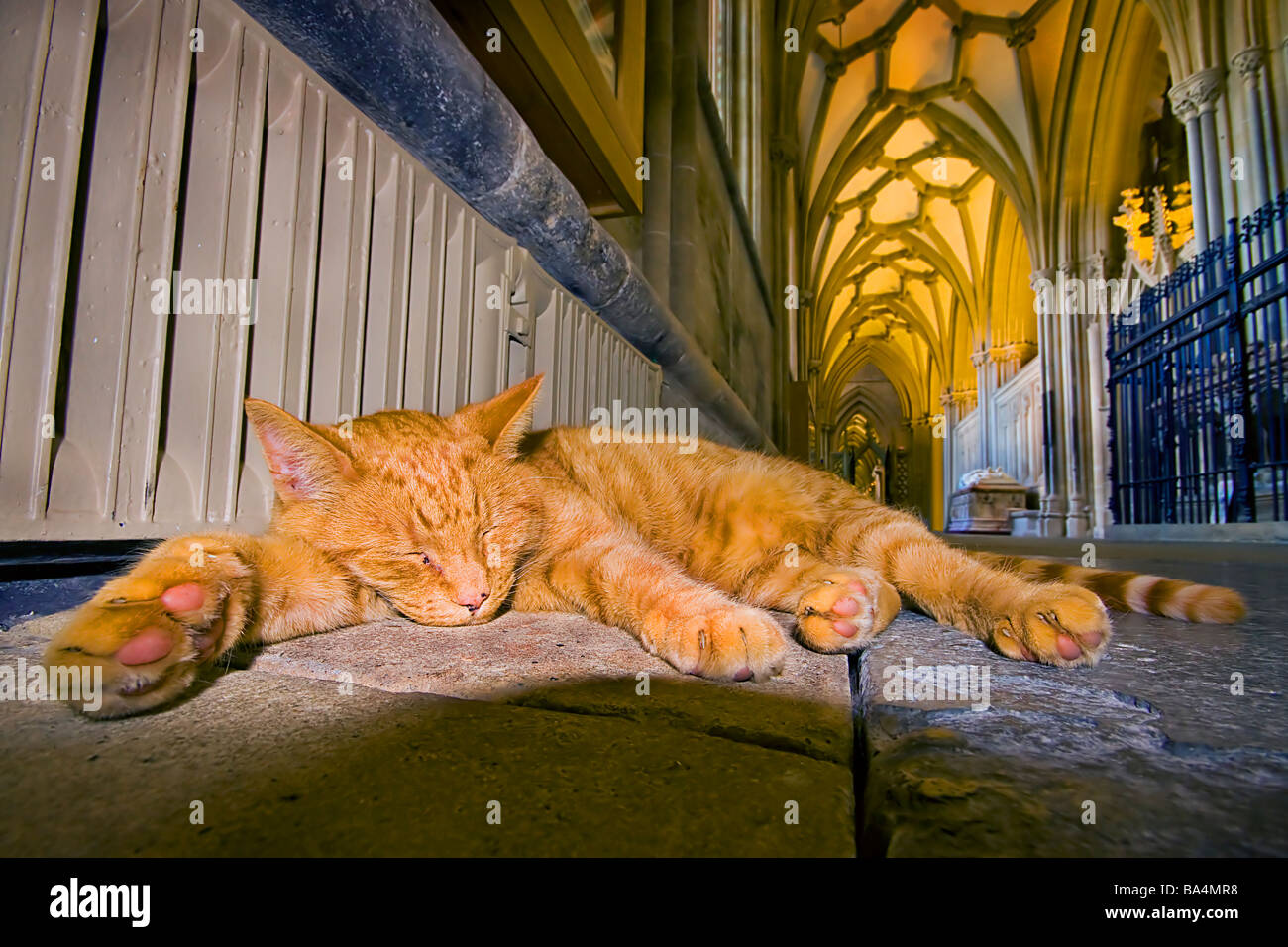 Wells Cathedral Katze Somerset England nap Nickerchen schlafen Stockfoto