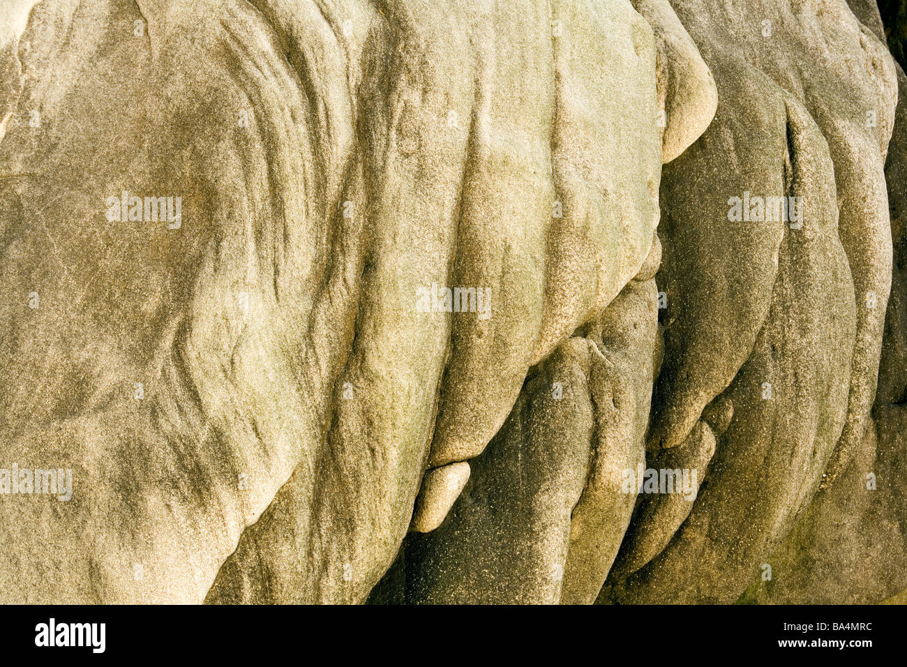 Abstrakte Elefant Muster in Felsen - Larrabee State Park, Washington Stockfoto