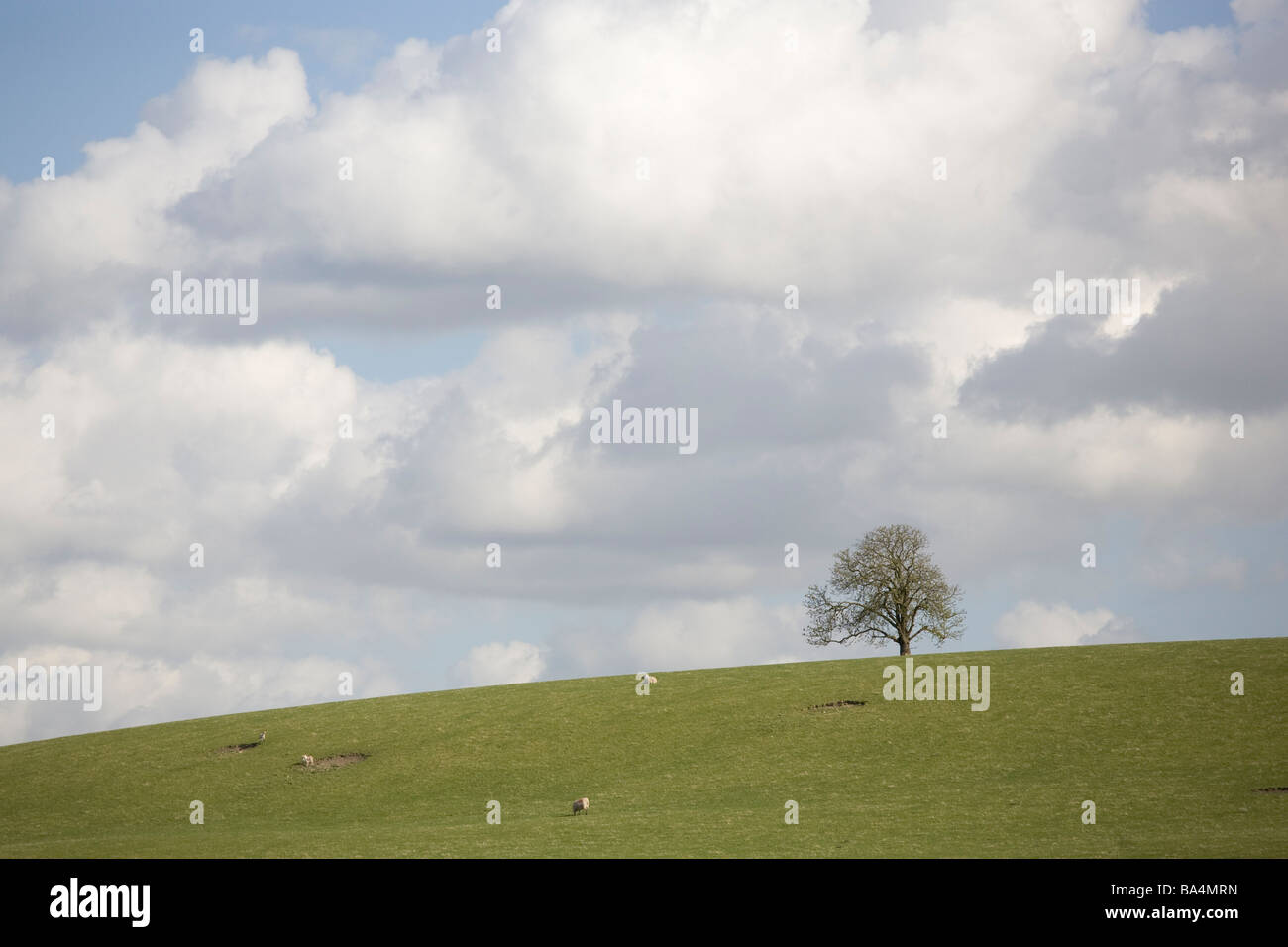 Einziger Baum steht am Hang eines Hügels vor einem bewölkten blauen Himmel Stockfoto