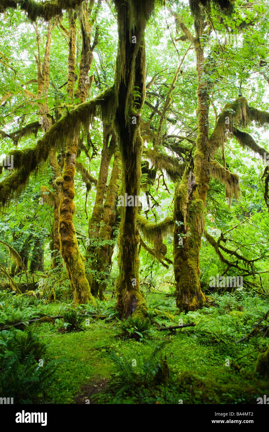 Bäume bedeckt mit Moos in Hoh Regenwald Olympic Nationalpark Washington USA Stockfoto