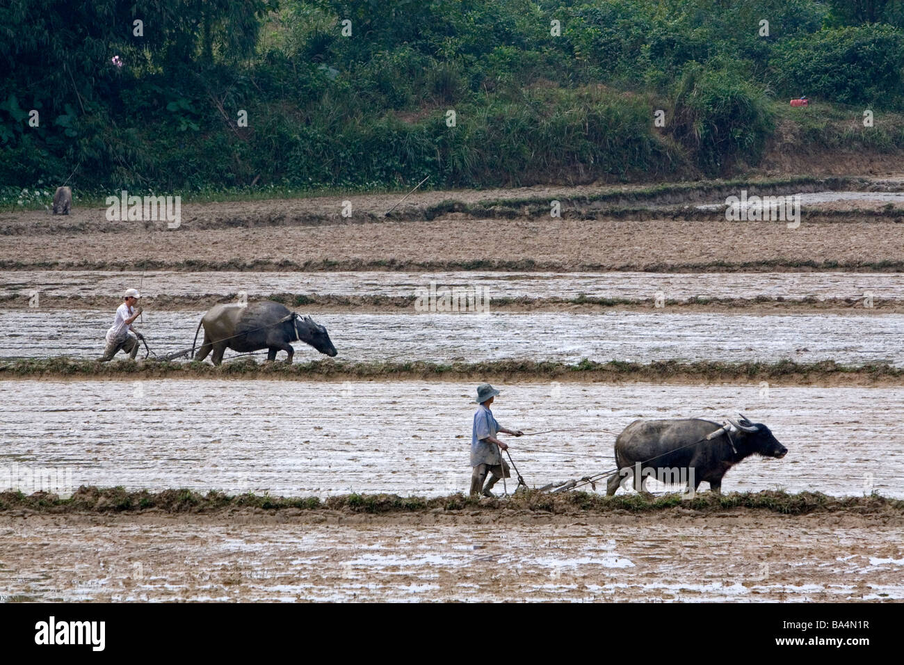 Wasserbüffel Pflügen Reisfelder nördlich von Hue, Vietnam Stockfoto