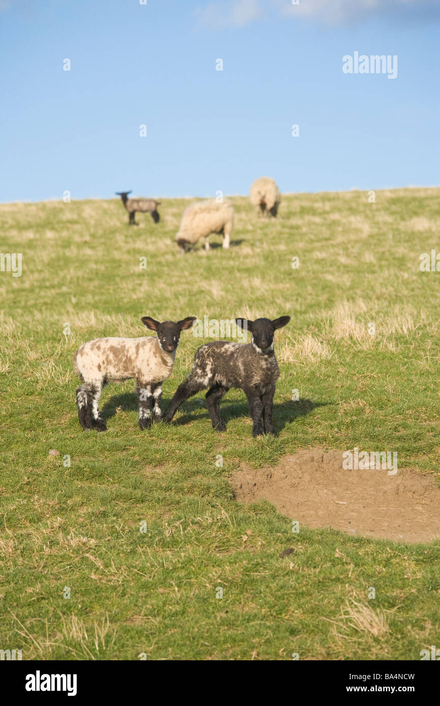 Zwei junge Lämmer zusammen in einem Feld in England UK Stockfoto