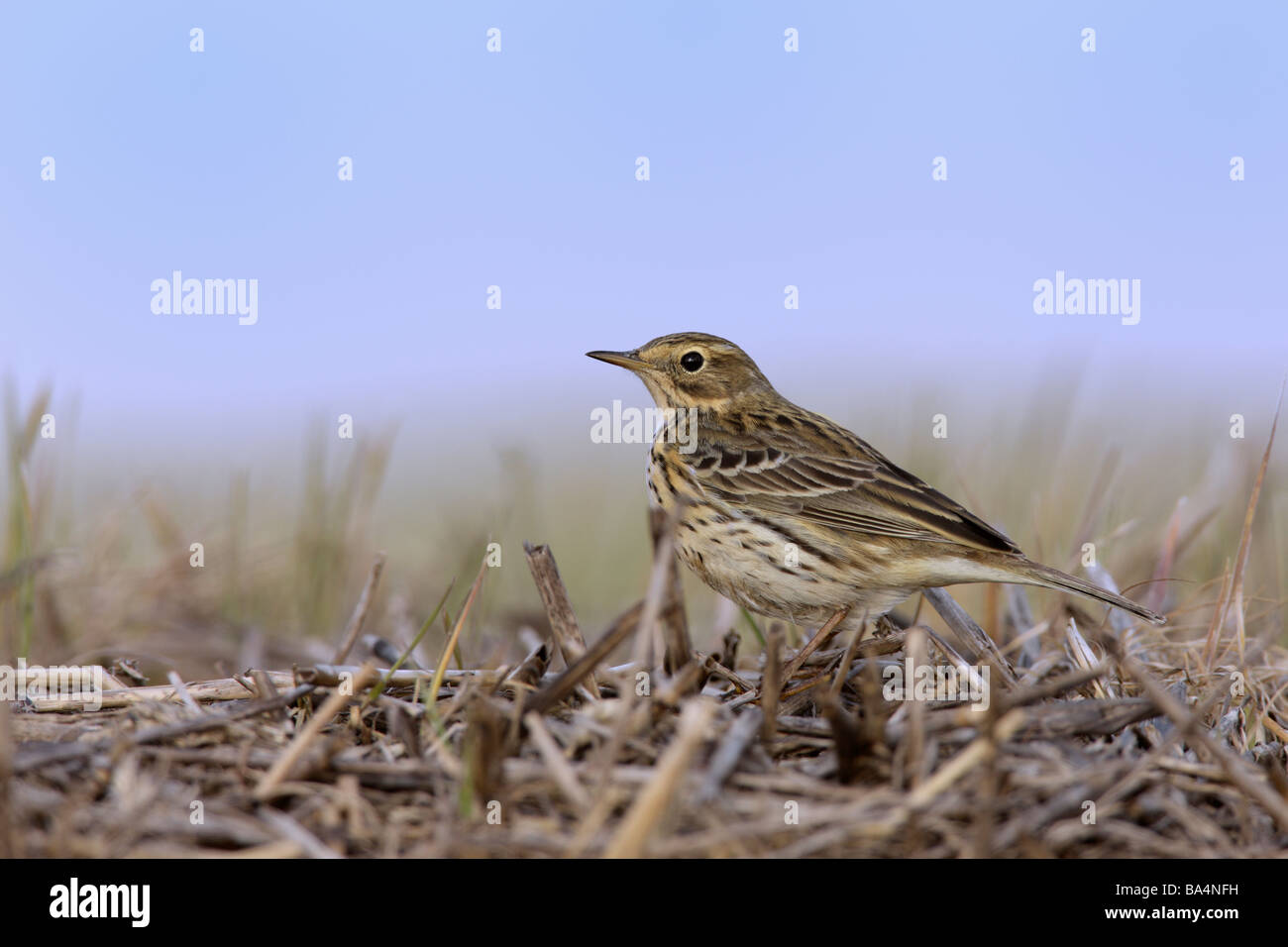 Wiese Pieper Anthus Pratensis alarmieren Strohballen Stockfoto