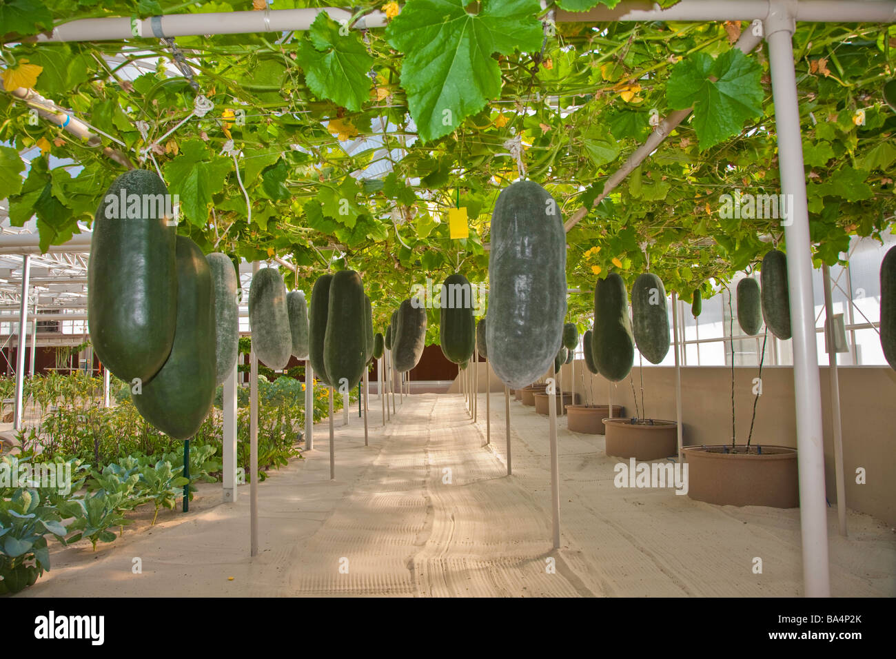 Obst Blumen Und Gemuse Werden In Einem Tropischen Hydrokultur Gewachshaus Und Garten In Florida Usa Angebaut Stockfotografie Alamy