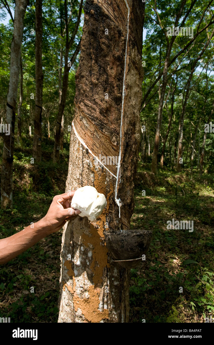 Mit gesammelten Naturkautschuk (Latex) aus dem Behälter ein Gummibaum in eine Kautschuk-Plantage, Kerala, Südindien Stockfoto