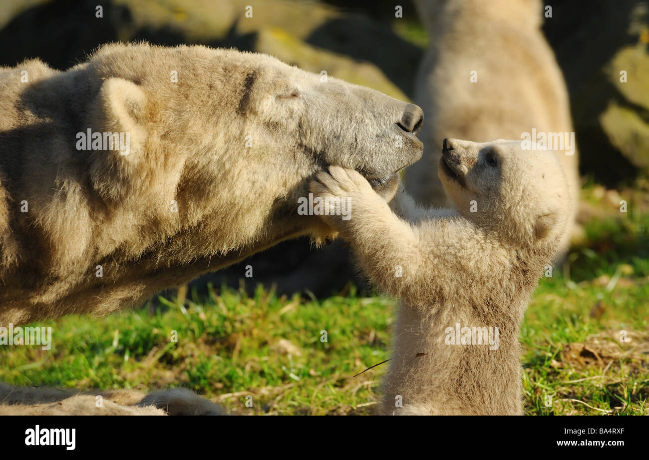 Nahaufnahme eines Eisbären und ihre niedlichen cub Stockfoto