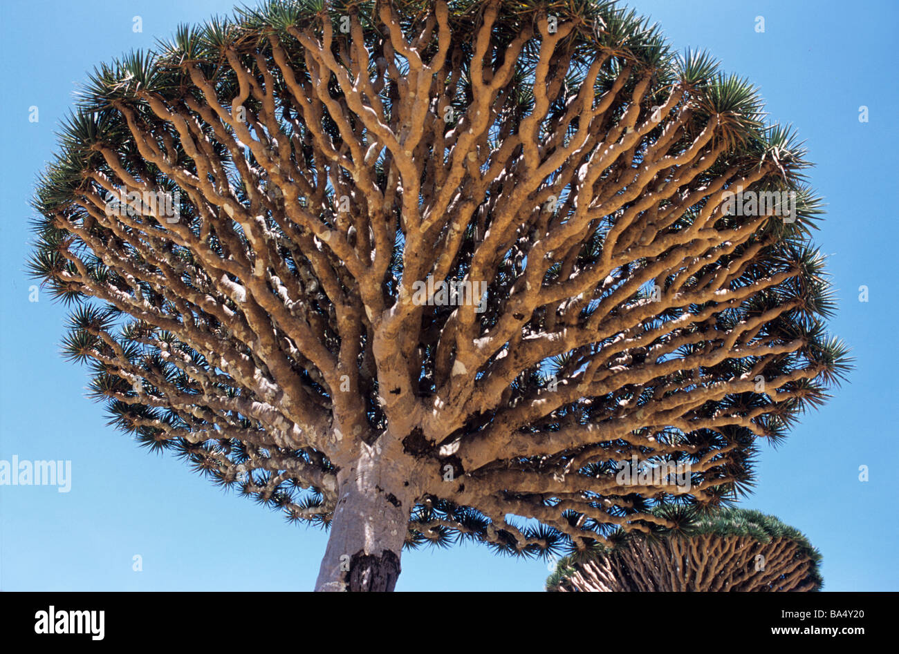 Unterseite Zweige von des Blut Drachenbäume (Dracaena Cinnabari) auf Dixam Plateau auf Socotra oder Suqutra Insel Jemen Stockfoto