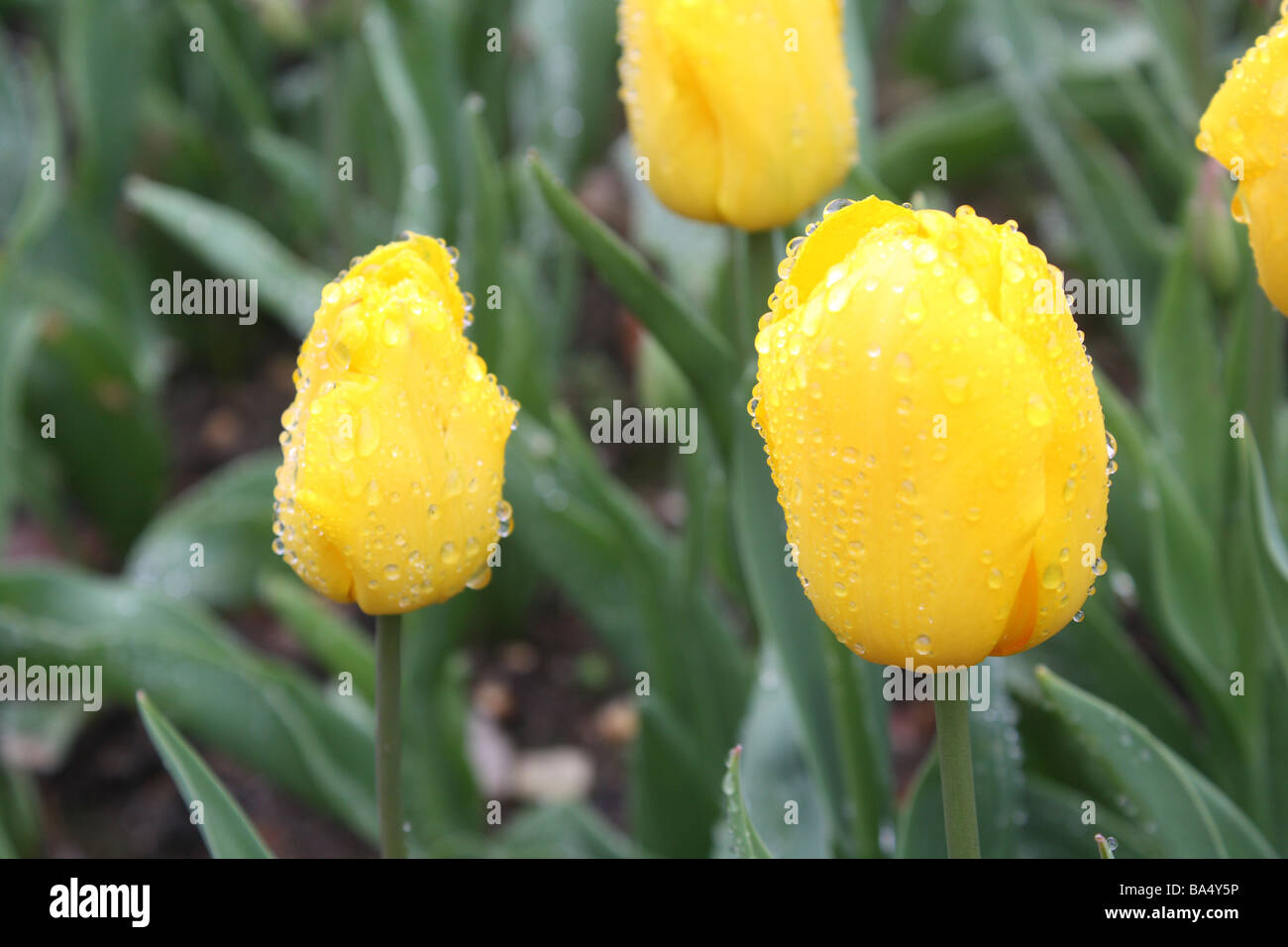 Gelbe Tulpen nach Regen Stockfoto