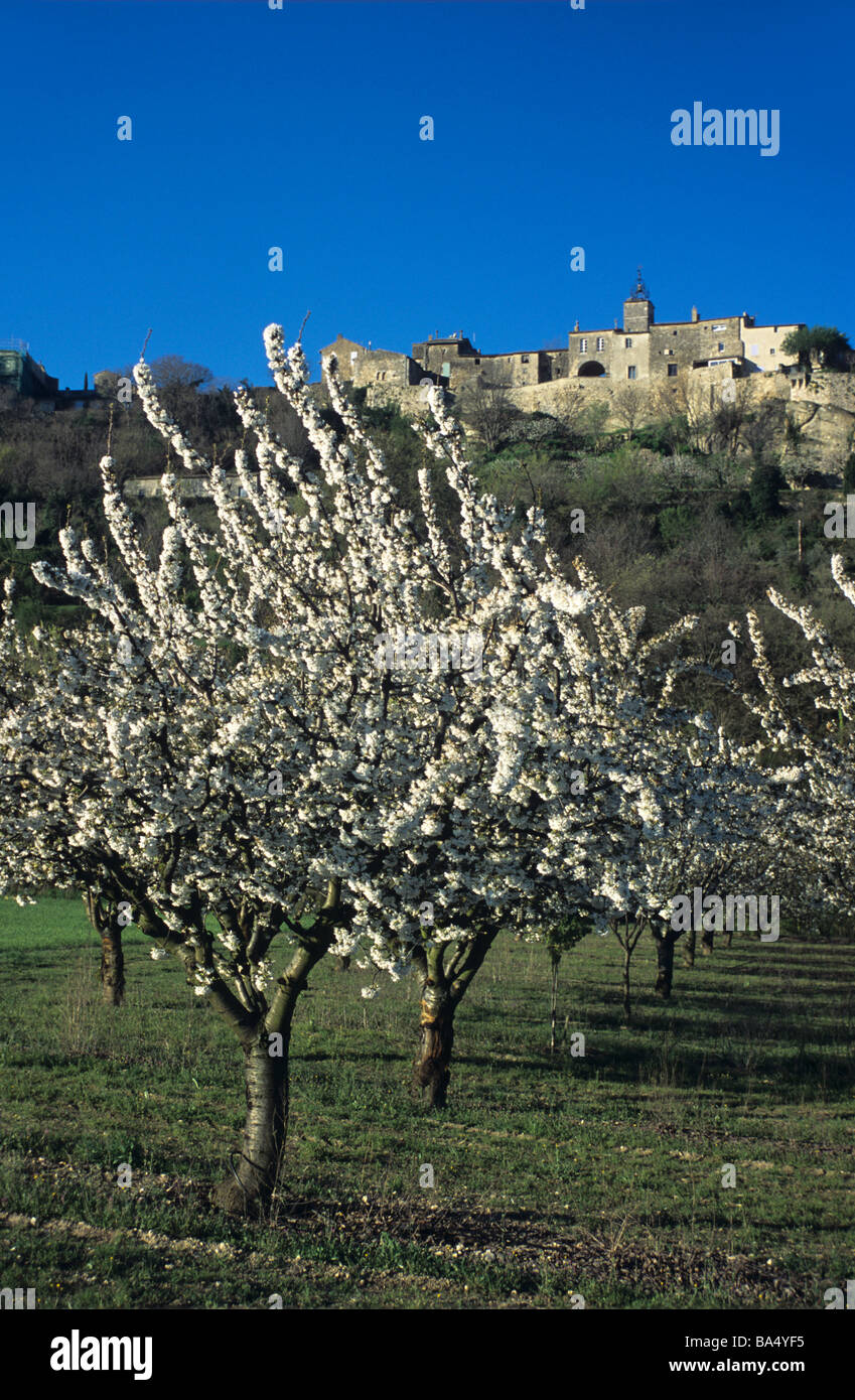 Frühling-Obstgarten oder Kirschbäume in Blüte & hochgelegene Dorf von Menerbes im Luberon, Provence, Frankreich Stockfoto