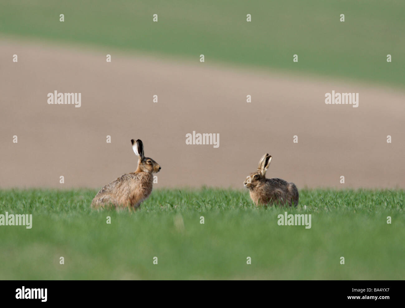 Feldhase Lepus Europaeus zwei suchen Stockfoto