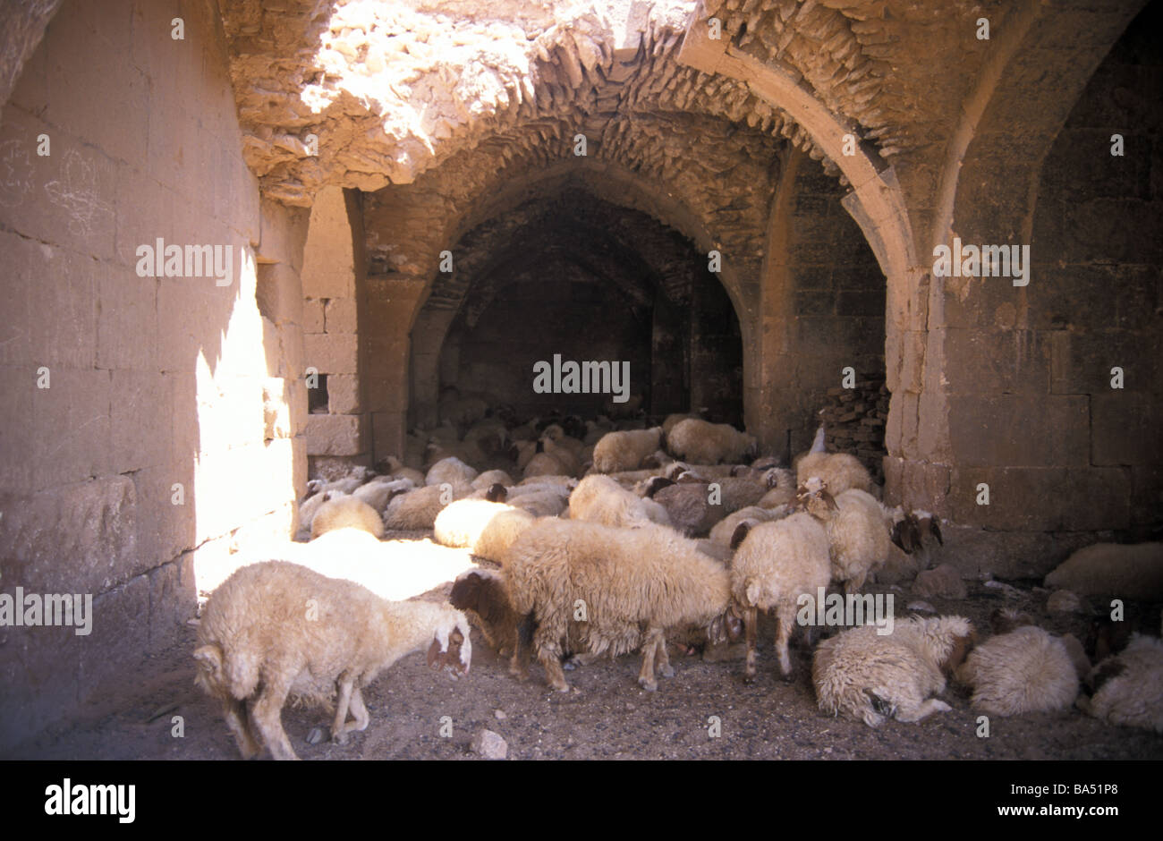 Han el Ba'rur Caravansarai Schafe innen in der Nähe von Harran, Türkei Stockfoto