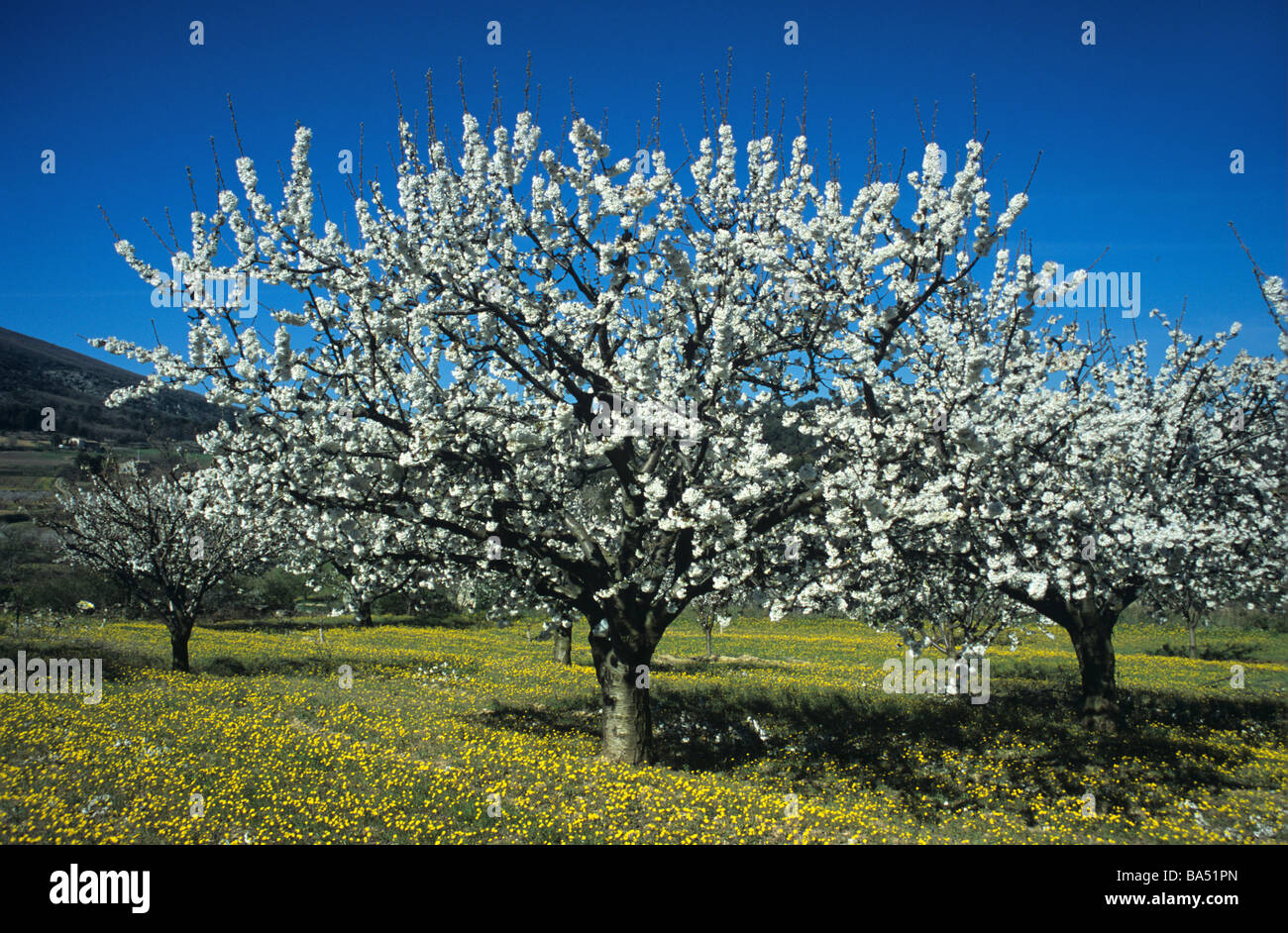 Frühling Kirschbäume in Blüte im provenzalischen Obstgarten, Regionalpark Luberon, Provence, Frankreich Stockfoto