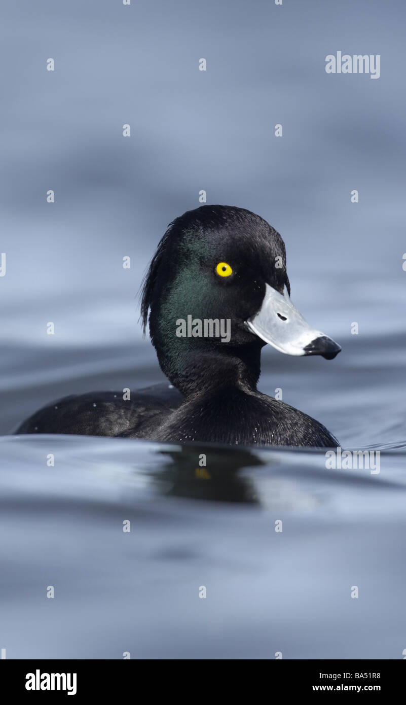 Reiherenten Aythya Fuligula männlichen Schottland winter Stockfoto