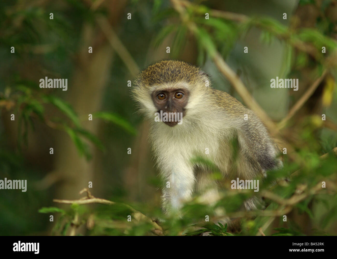 Juvenile Vervet Affen - grüne aethiops Stockfoto