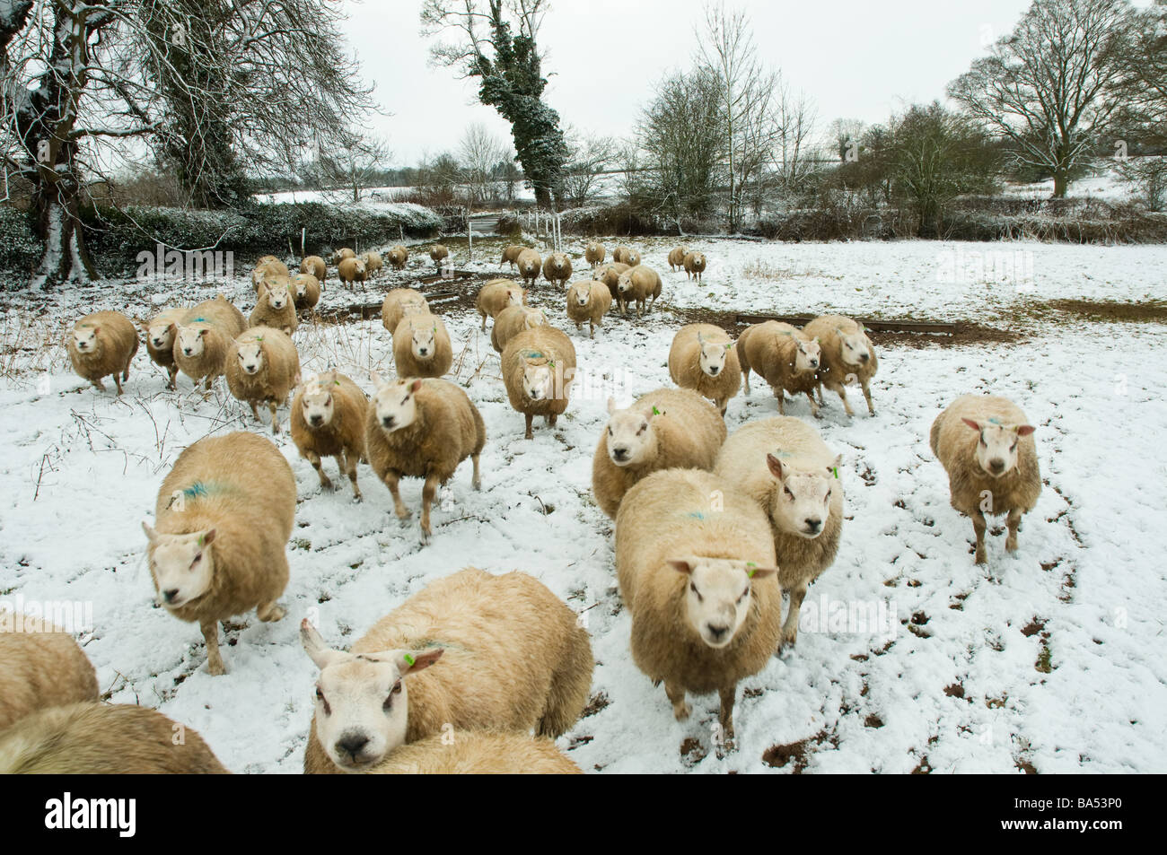 Hungrige Schafe im Winter auf Nahrungssuche Stockfoto