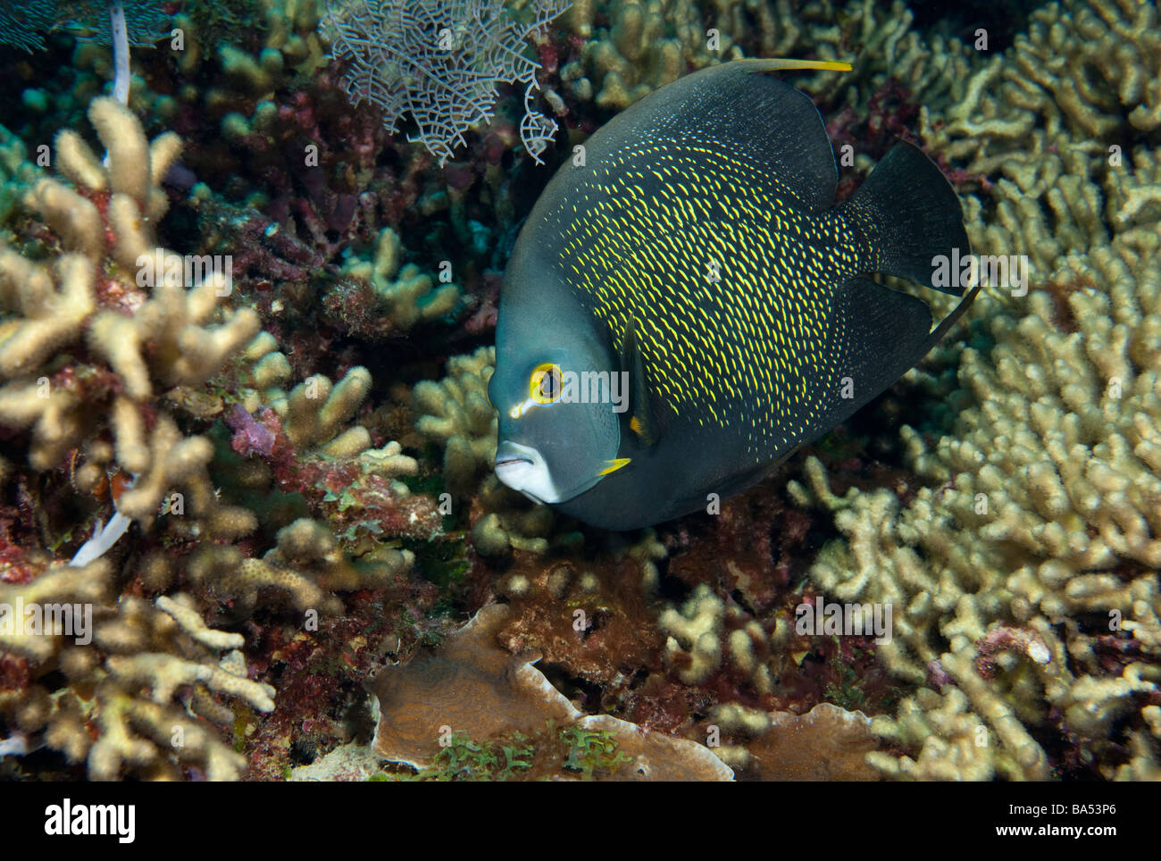 Nahaufnahme der französischen Kaiserfisch (Pomacanthus Paru) peering bei den Fotografen. Stockfoto