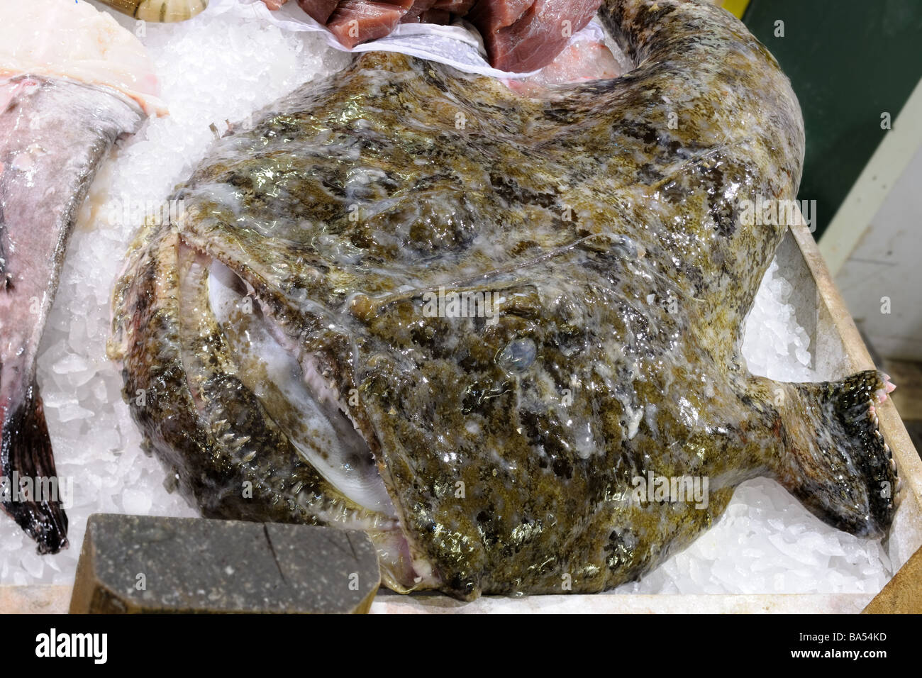 Hässliche schleimige Seeteufel auf einem Fischhändler-display Stockfoto