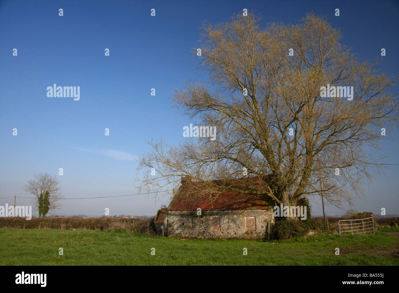 alten zugemauert Mennige Zinn überdachten alten irischen Bauern Landhaus überwuchert von riesigen Baum in Ackerland Grafschaft Armagh Irland Stockfoto