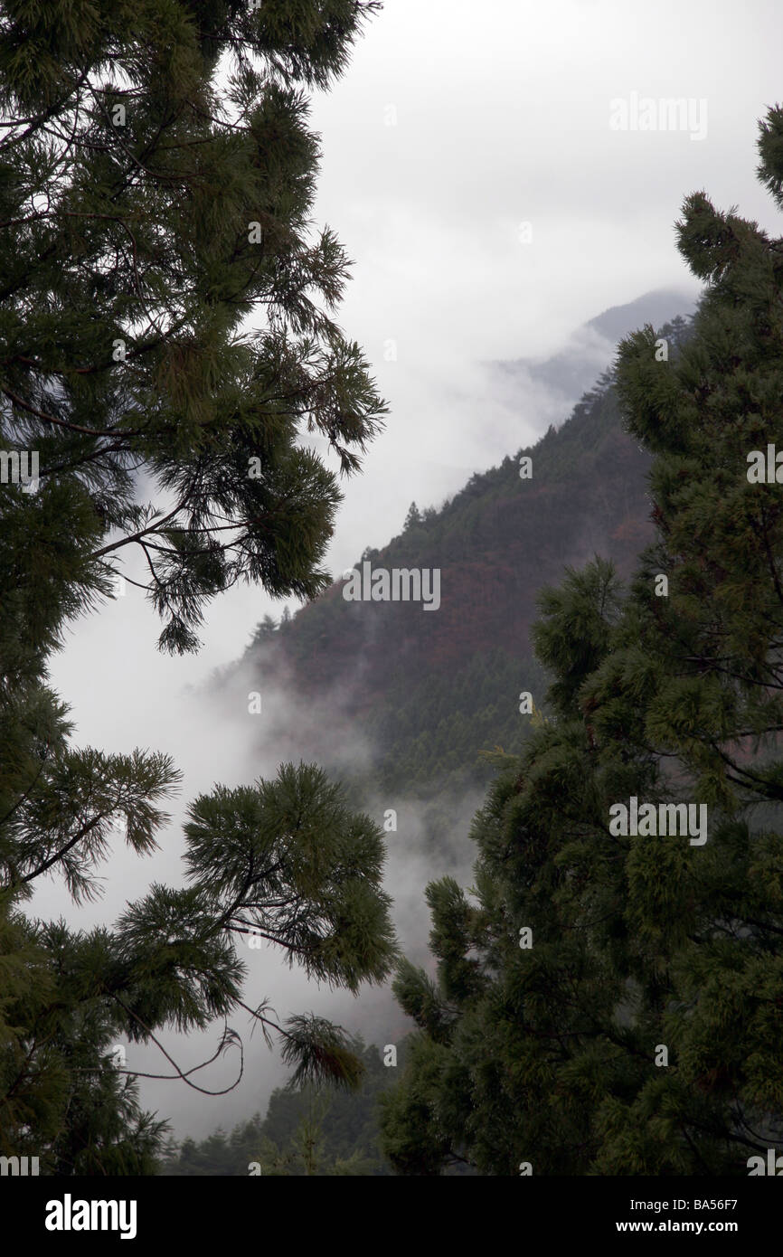 Erhöhung der Nebel durch die Bäume im Iya Vally Japan Stockfoto