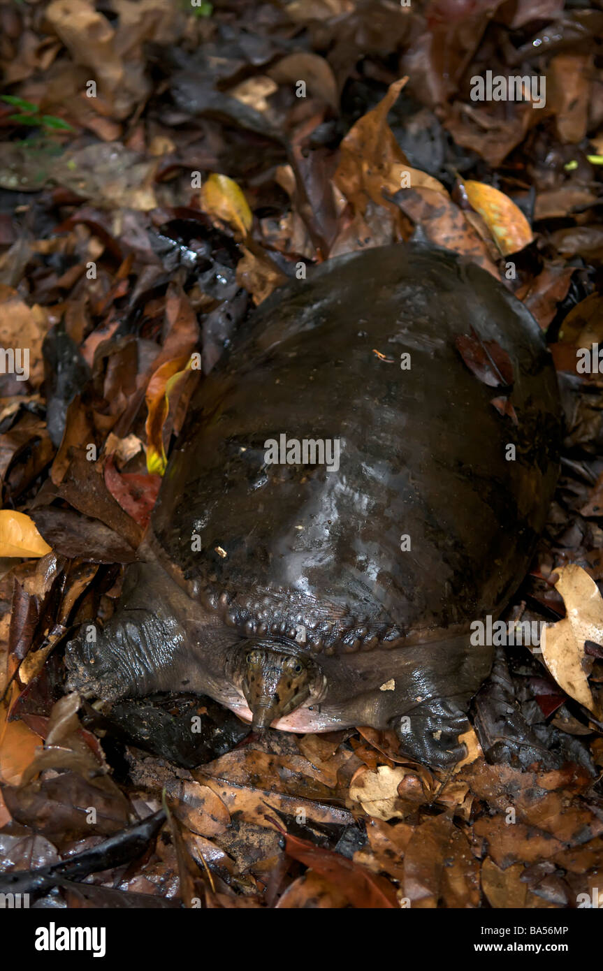 Wilde asiatische oder asiatische Softshell Schildkröte Amyda