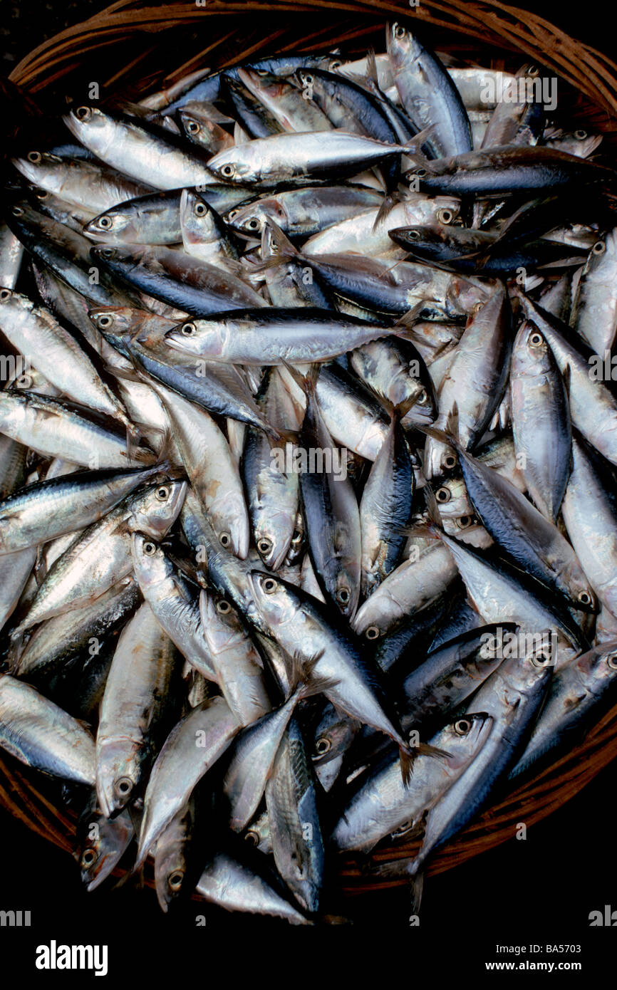 KORB MIT FRISCHEM FISCH Stockfoto