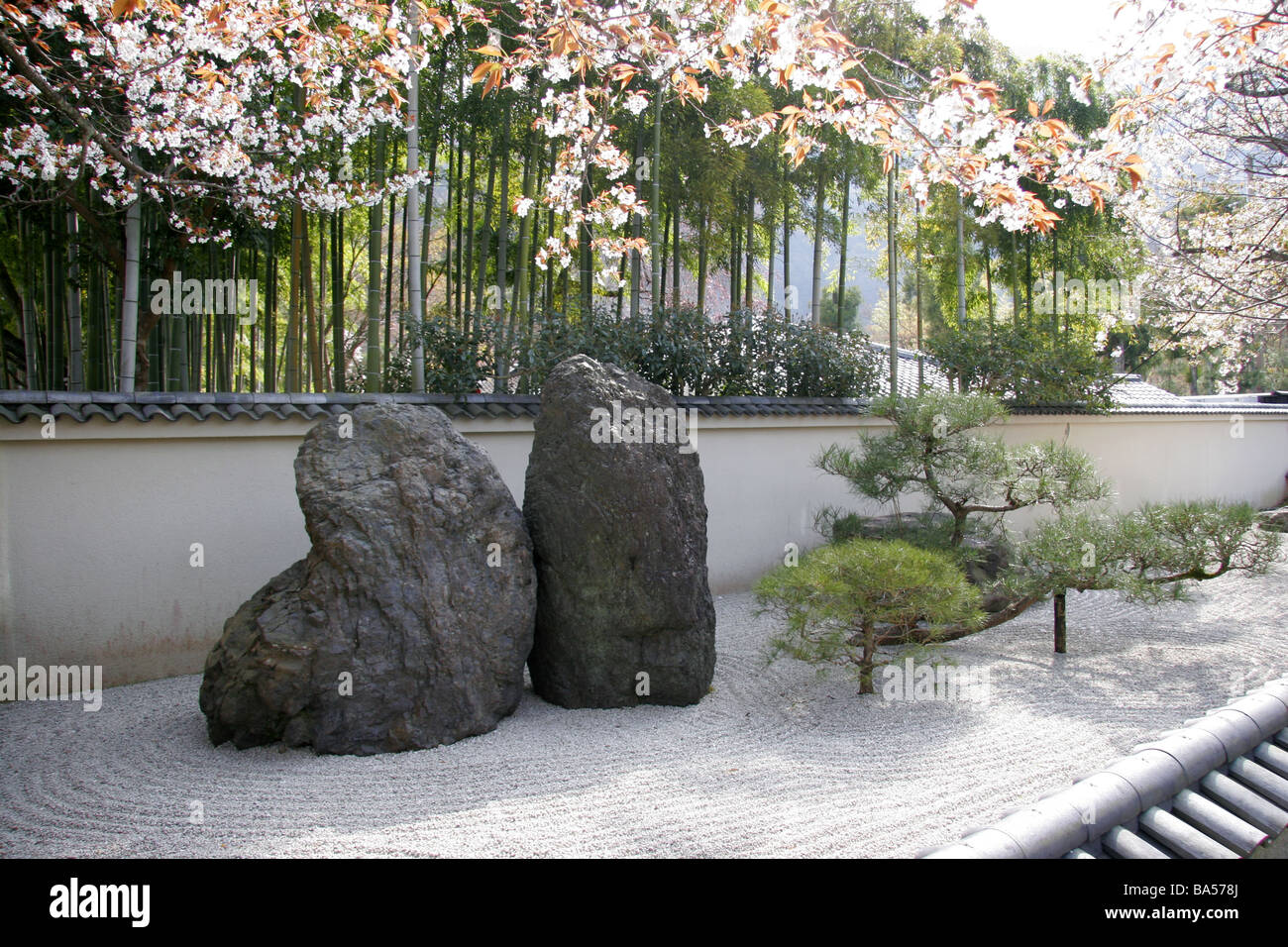 Japanischer Zen-Steingarten mit Frhling Cherry Blossom und Bambus in  Arashiyama Kyoto Kansai Japan Stockfotografie - Alamy