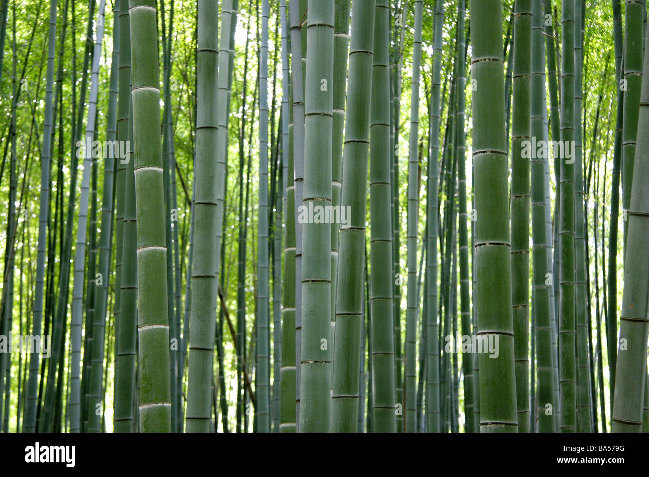 Bambuswald in Arashiyama Kyoto Kansai Japan Stockfoto