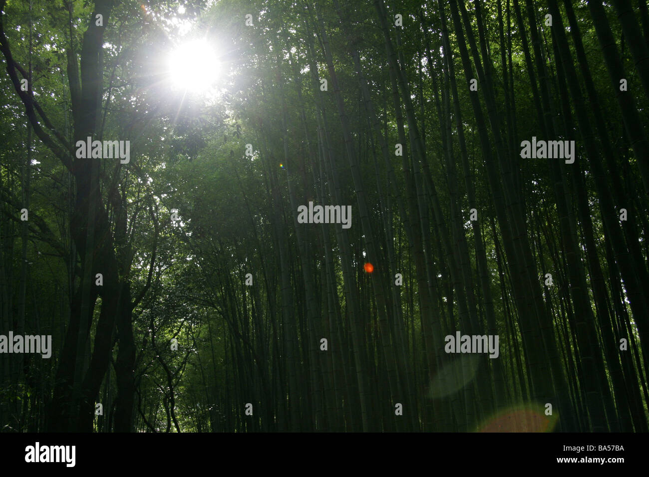 Bambuswald in Arashiyama Kyoto Kansai Japan Stockfoto