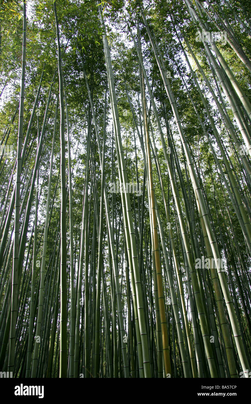 Bambuswald in Arashiyama Kyoto Kansai Japan Stockfoto