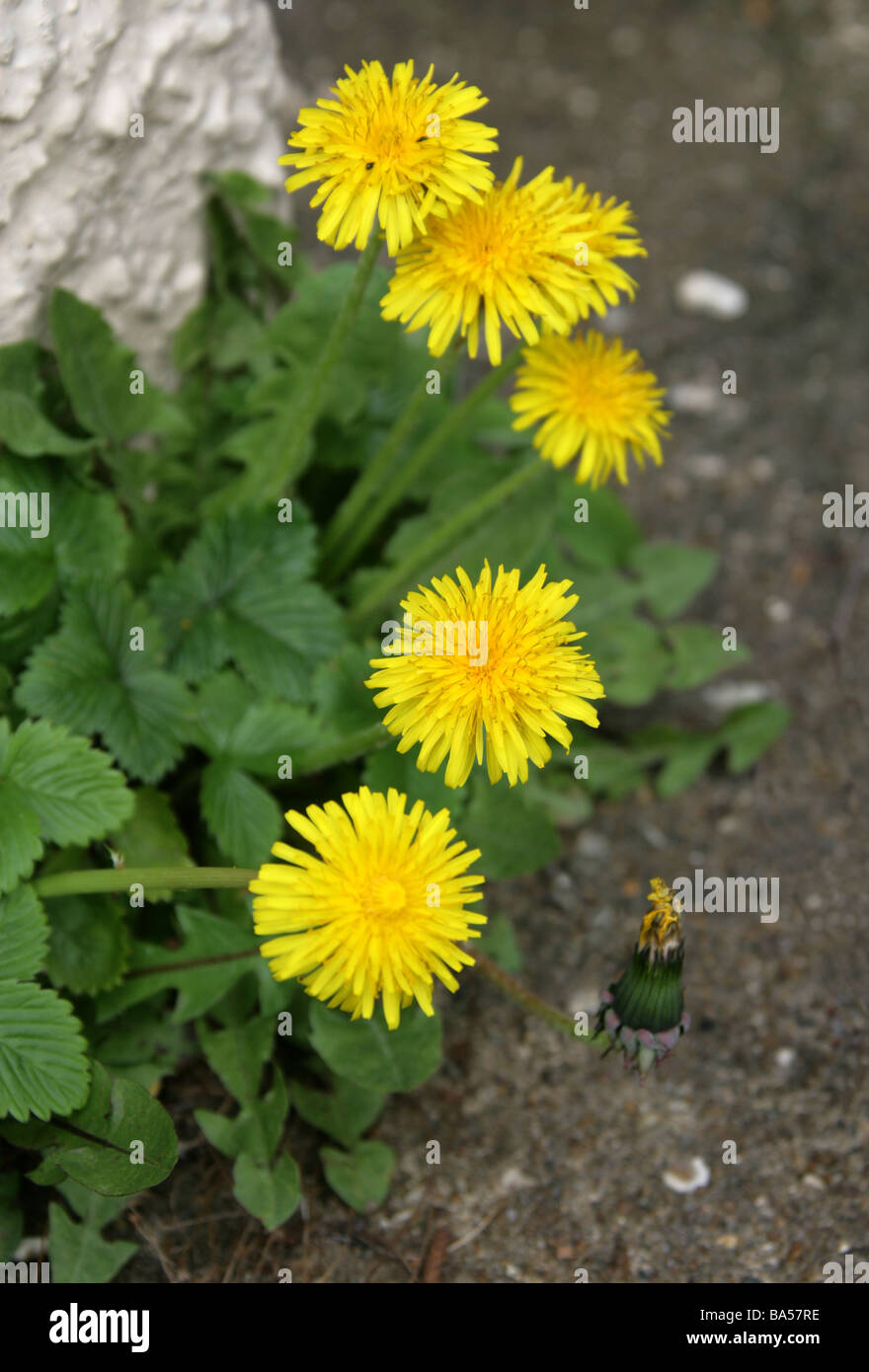 Löwenzahn, Taraxacum Officinale, Asteraceae Stockfoto