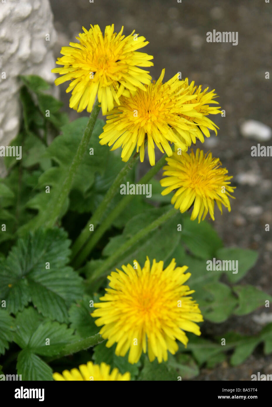 Löwenzahn, Taraxacum Officinale, Asteraceae Stockfoto