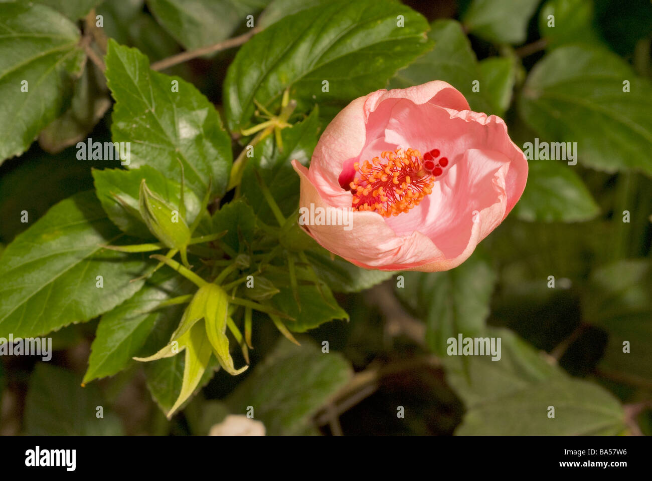 Seychellen Hibiskusblüte Hibiscus Rosa Sinensis, Malvaceae Stockfoto