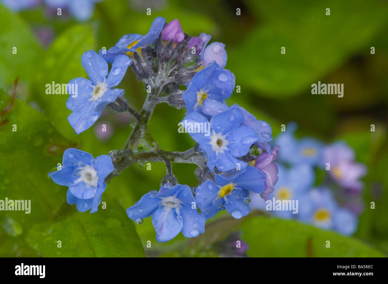 Holz vergessen mich nicht Myosotis Sylvatica "mich vergessen Habenichtse" Stockfoto