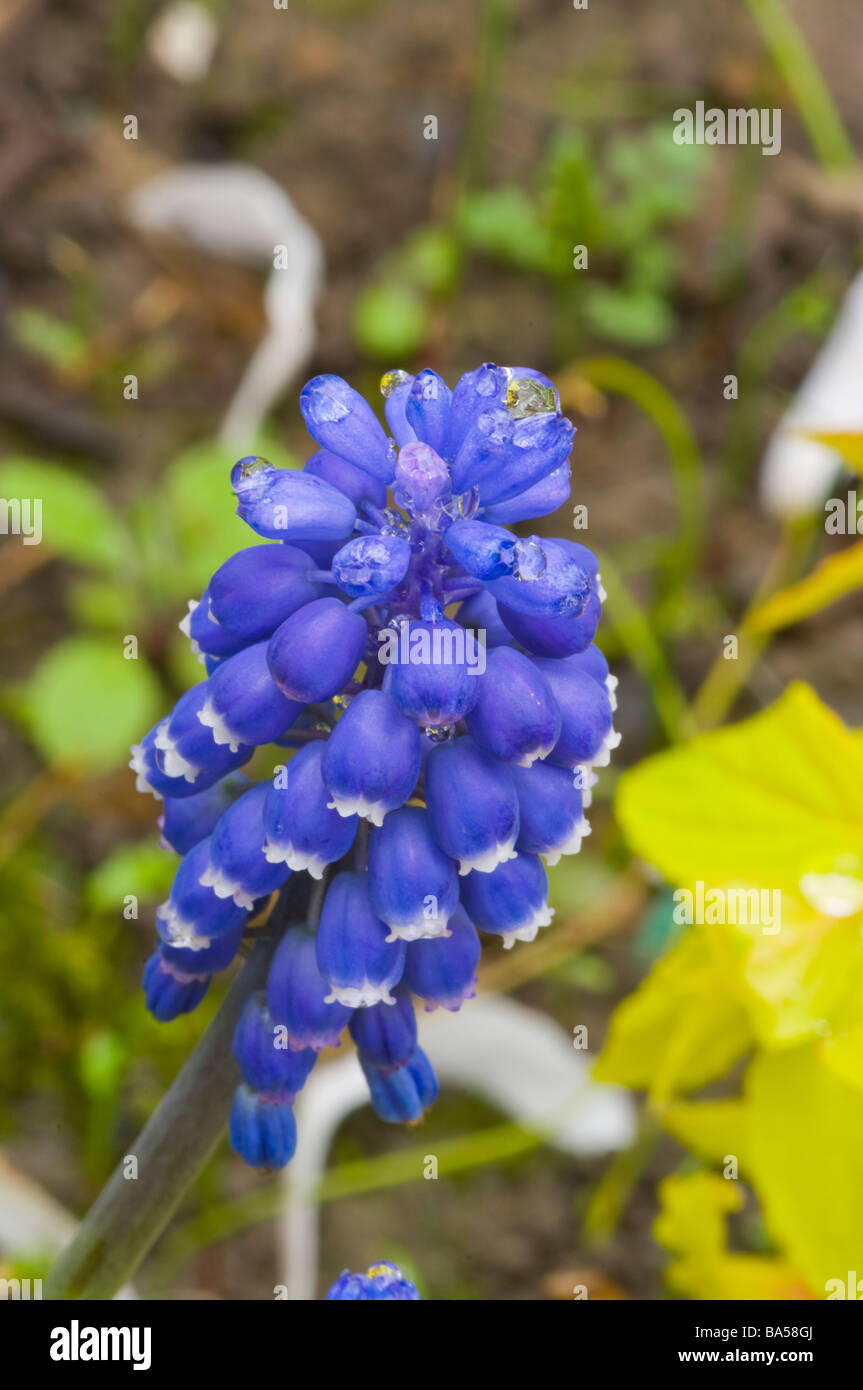 Garten Trauben Hyazinthe Muscari armeniacum Stockfoto