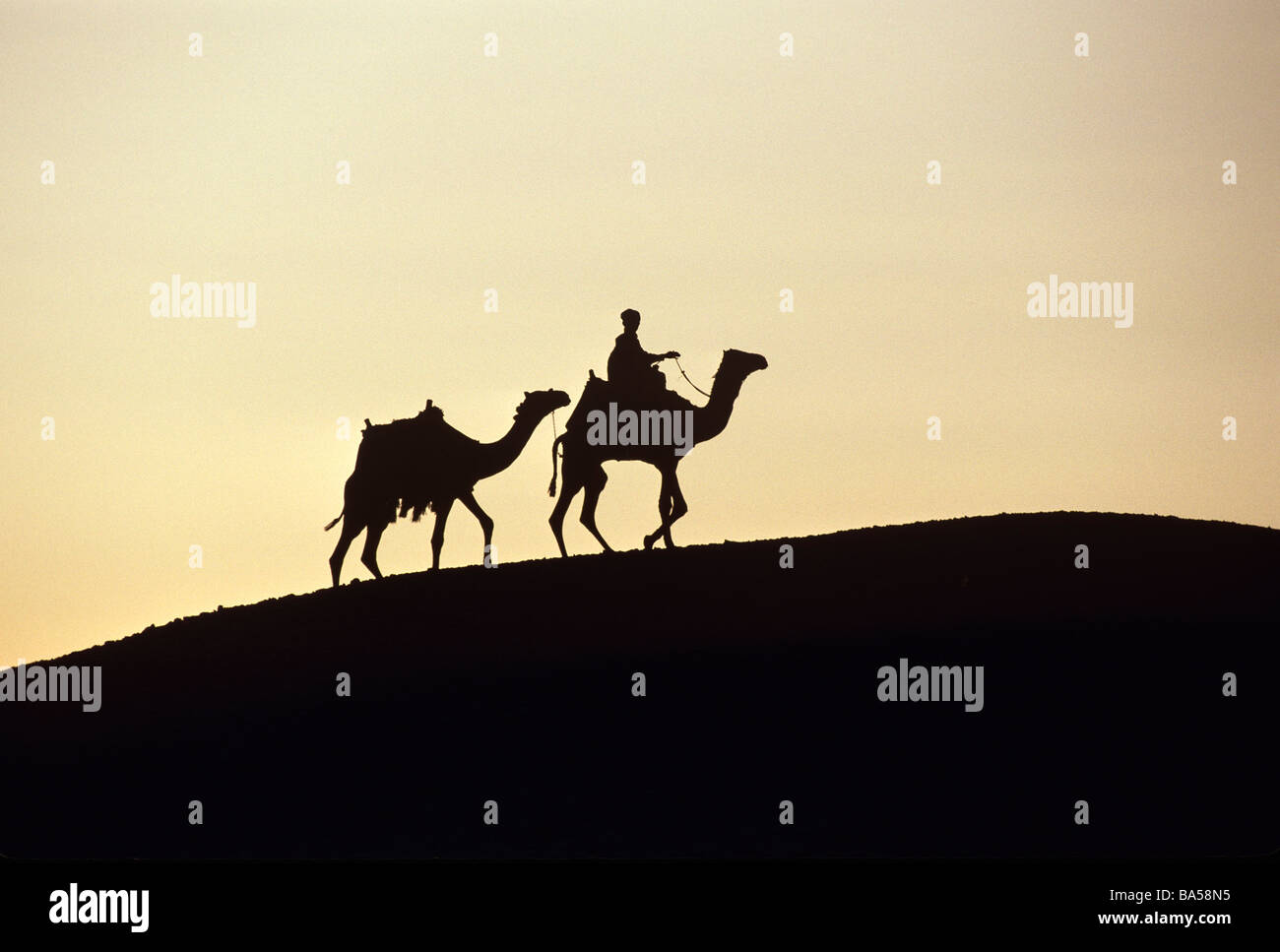 Silhouette der beiden Kamele und ein Fahrer auf dem Kamm der Dünen der Wüste Stockfoto
