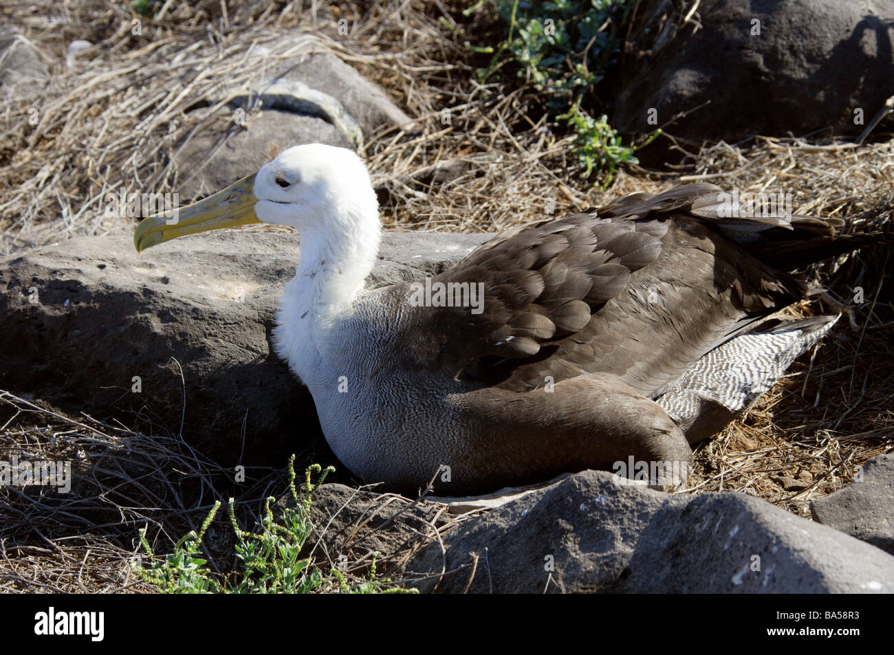 Young winkte Albatross aka Galapagos Albatros, Phoebastria Irrorata Syn Diomedea Irrorata Diomedeidae, Espanola, Galapagos Stockfoto