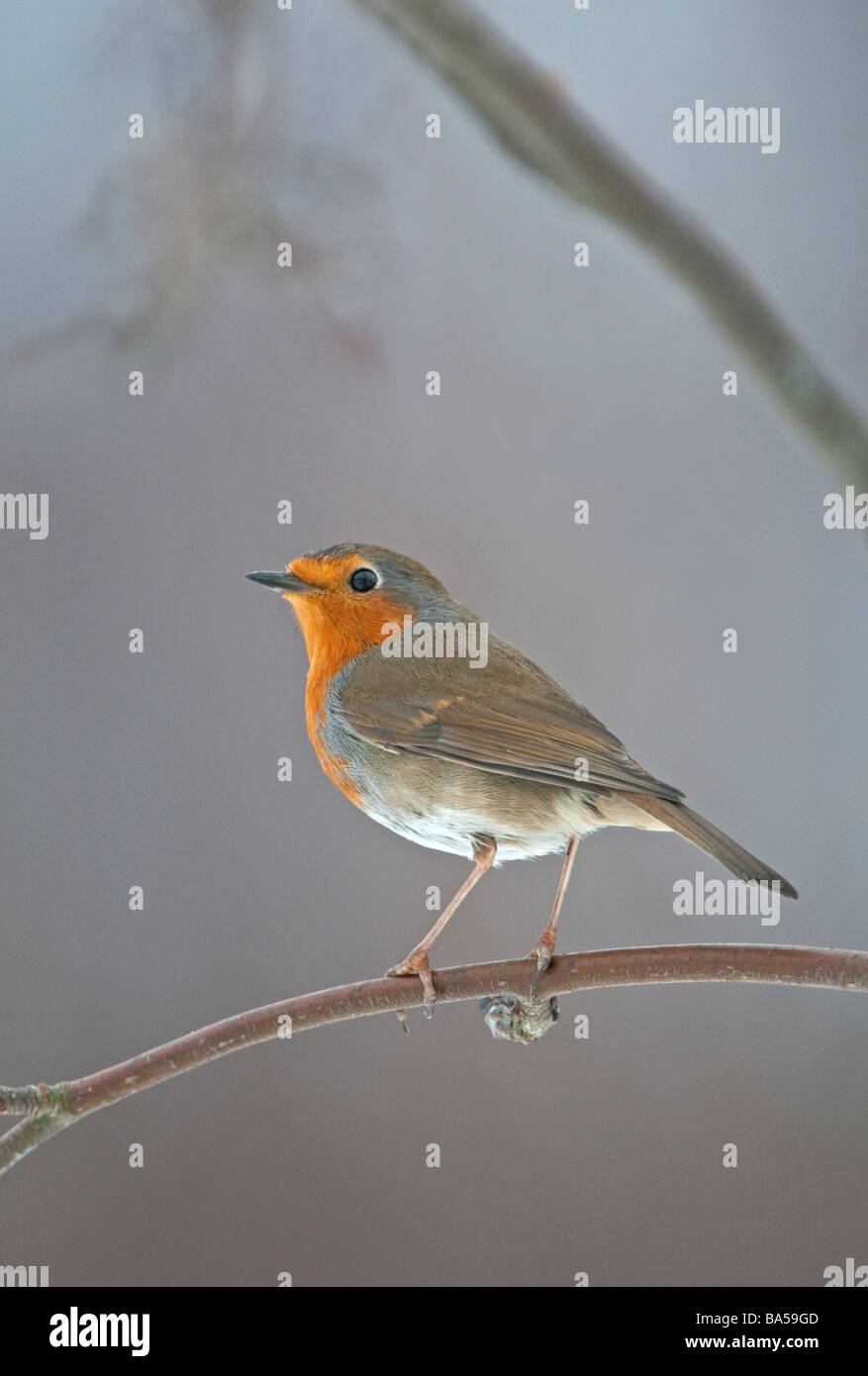 Rotkehlchen Erithacus Rubecula Winter Erwachsene Schottland Februar Stockfoto