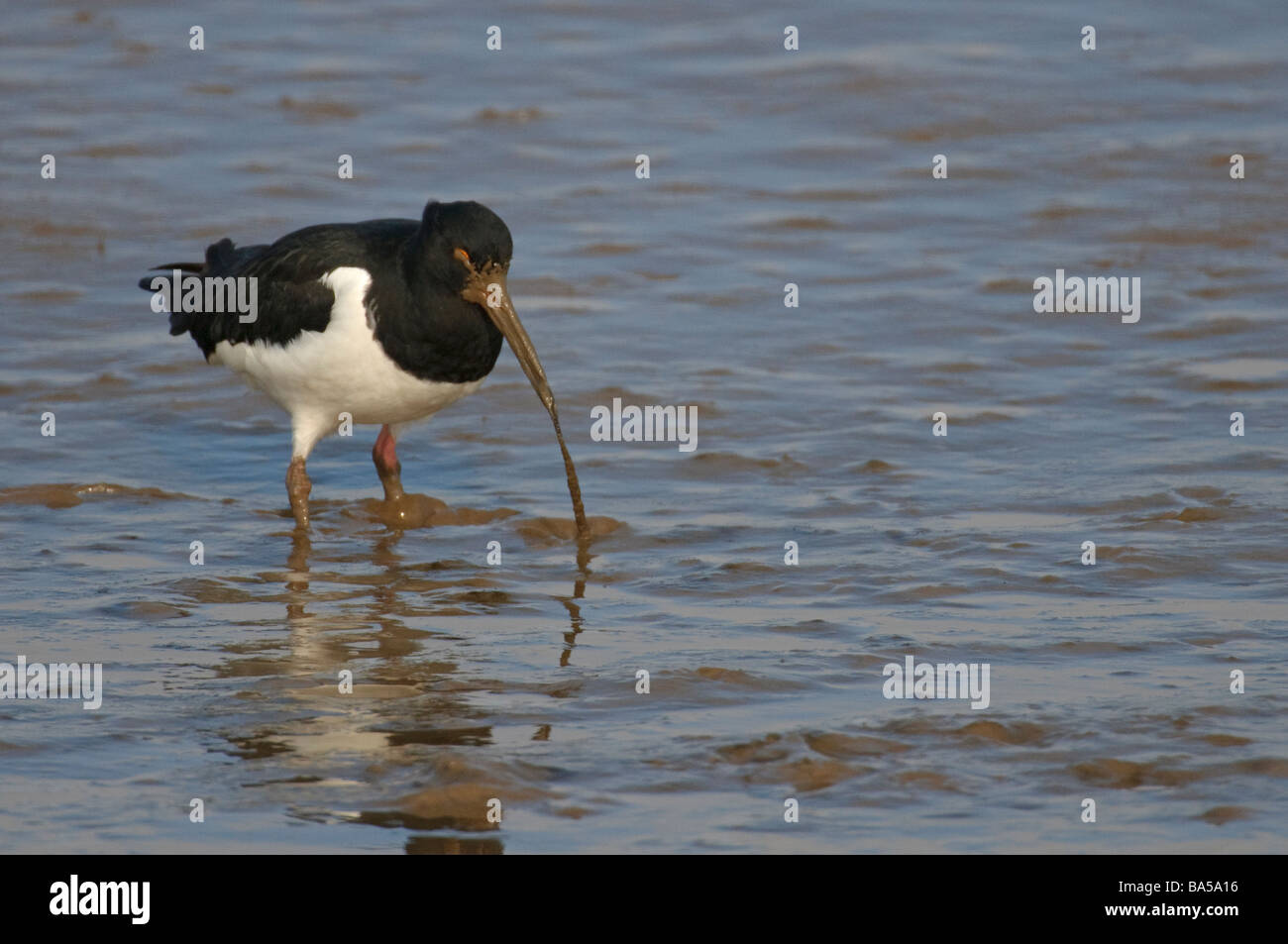 Austernfischer Haematopus Ostralegus winter Erwachsene mit Wattwurm Interpretation Marina Norfolk März Stockfoto