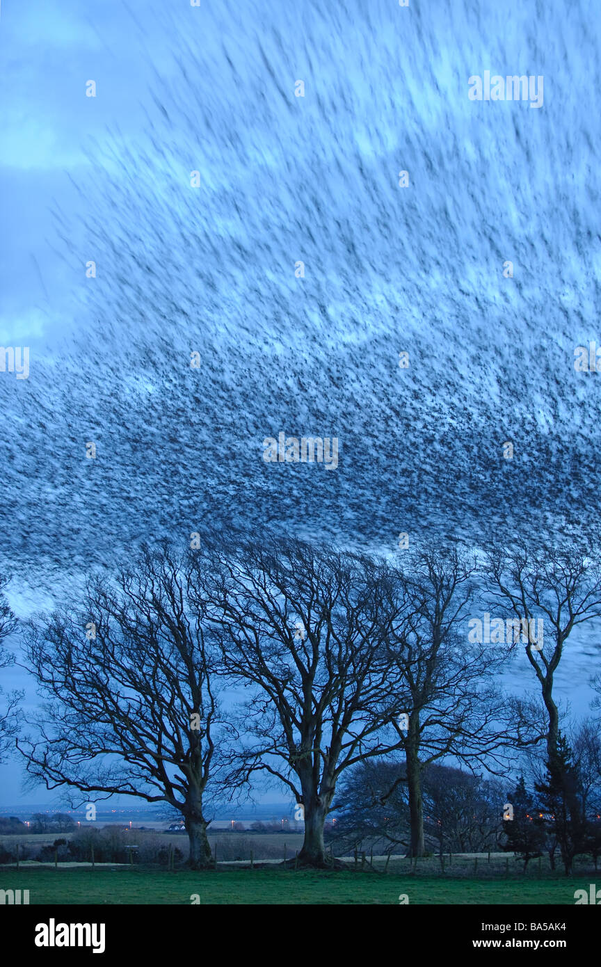 Herde von Staren Sturnus Vulgaris fliegen Winter Roost in der Abenddämmerung in der Nähe von Gretna Green Schottland Februar 2009 Stockfoto